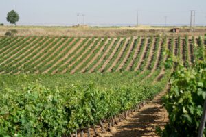 Bodegas Diez Siglos: hileras de viñedo verdejo en Rueda bajo cielo despejado. Fotografía