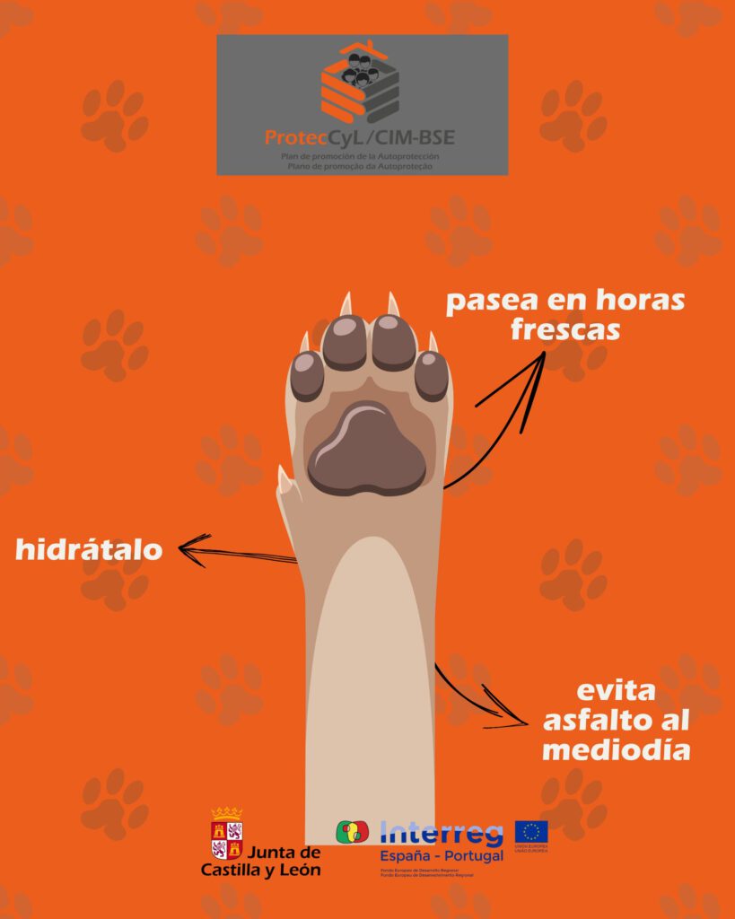 Post de redes sociales de ProtecCyL con consejos para mascotas en días de calor